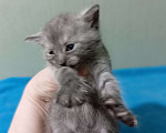 Кошки в Москве: Котёнок метис мейн-куна 3 недели Мальчик, 6 000 руб. - фото 2
