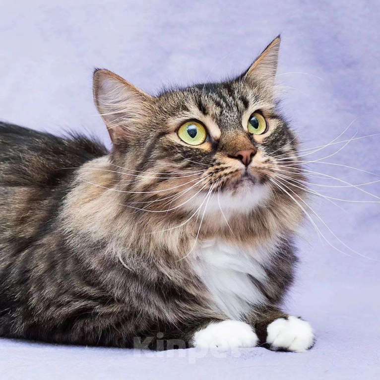 Кошки в Москве: Пушистую кошечку никто не замечает Девочка, Бесплатно - фото 5