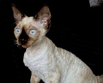 Кошки в Ломоносе: котята девон рекс Мальчик, 30 000 руб. - фото 9