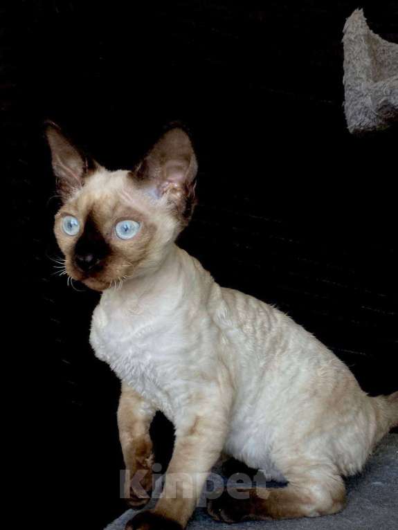 Кошки в Ломоносе: котята девон рекс Мальчик, 30 000 руб. - фото 9