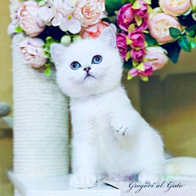 Кошки в Москве: Британская серебристая шиншилла голубоглазка Девочка, 65 000 руб. - фото 1