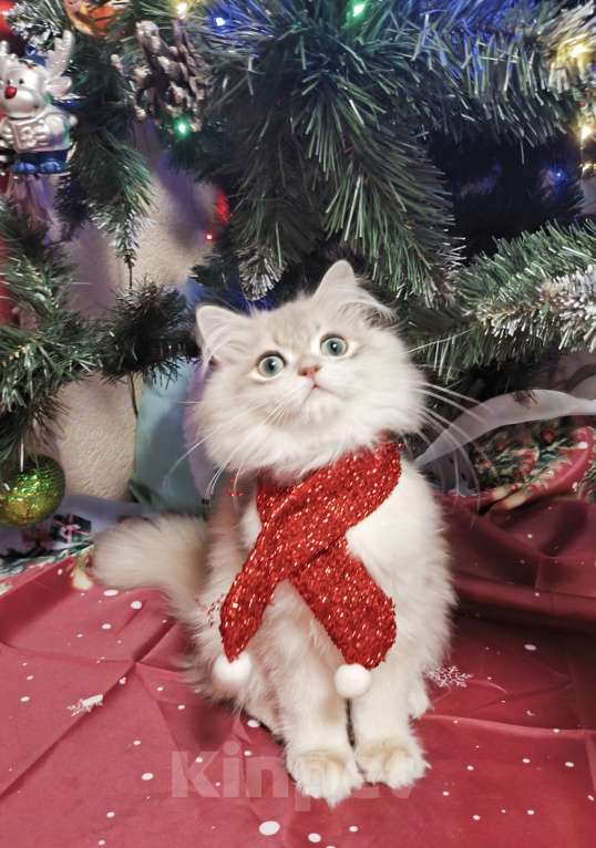 Кошки в Москве: Голубая золотая шиншилла  Мальчик, 40 000 руб. - фото 2