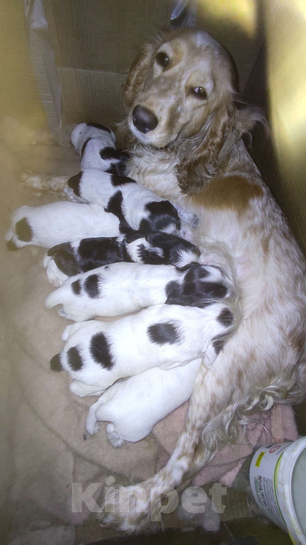 Собаки в Симферополе: Щенки Русский охотничий спаниель Мальчик, 30 000 руб. - фото 10