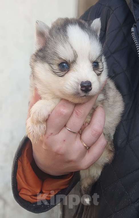 Собаки в Санкт-Петербурге: Малая Сибирская Собака Хапика Мальчик, 50 000 руб. - фото 2
