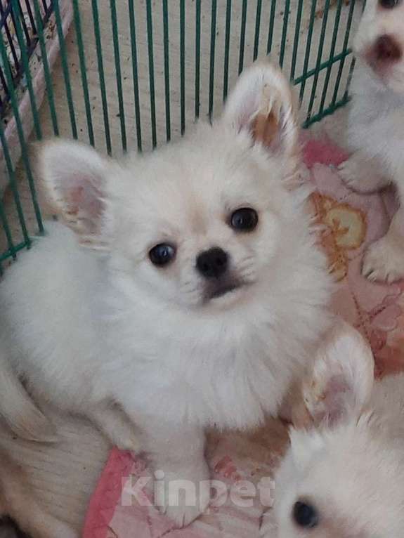 Собаки в Москве: красивые мальчики чихуахуа Мальчик, 20 000 руб. - фото 2