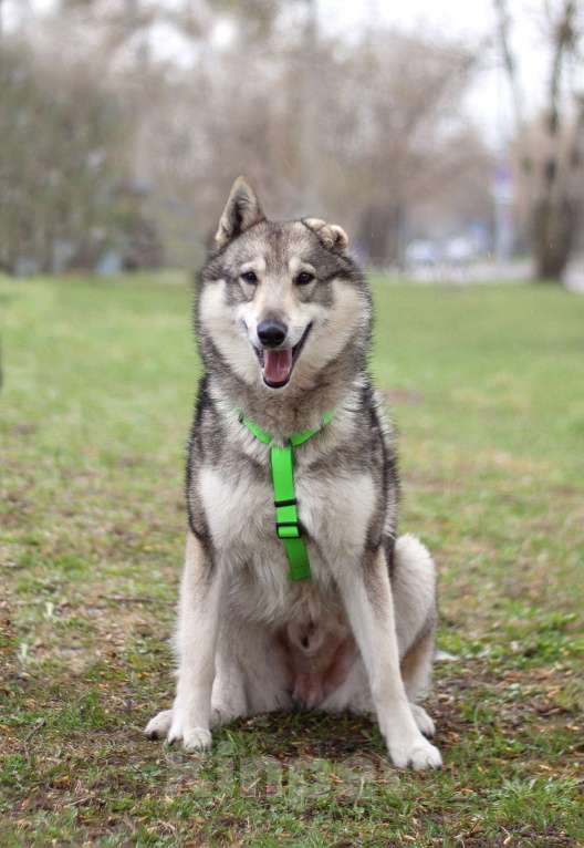 Собаки в Москве: Ласковый лайка Арктур в поисках любящей семьи Мальчик, Бесплатно - фото 3