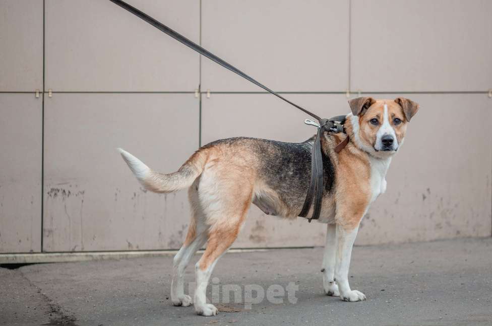 Собаки в Москве: Гаечка Девочка, Бесплатно - фото 4