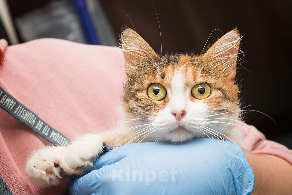 Кошки в Москве: Самая ручная и мурчательная кошка Девочка, Бесплатно - фото 4