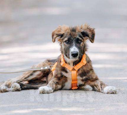 Собаки в Москве: Выбери меня! Мальчик, Бесплатно - фото 6