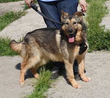 Дружелюбный, доверчивый Тимоша в поисках своей семьи и дома