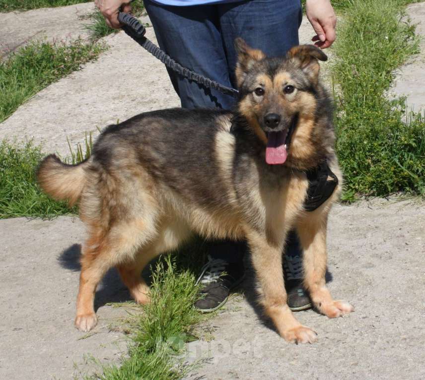 Собаки в Москве: Дружелюбный, доверчивый Тимоша в поисках своей семьи и дома Мальчик, Бесплатно - фото 1