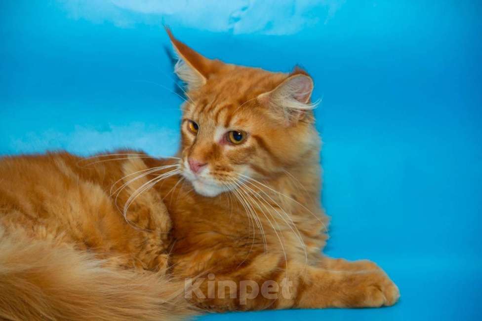 Кошки в Раменском: Пират  Мальчик, 30 000 руб. - фото 2