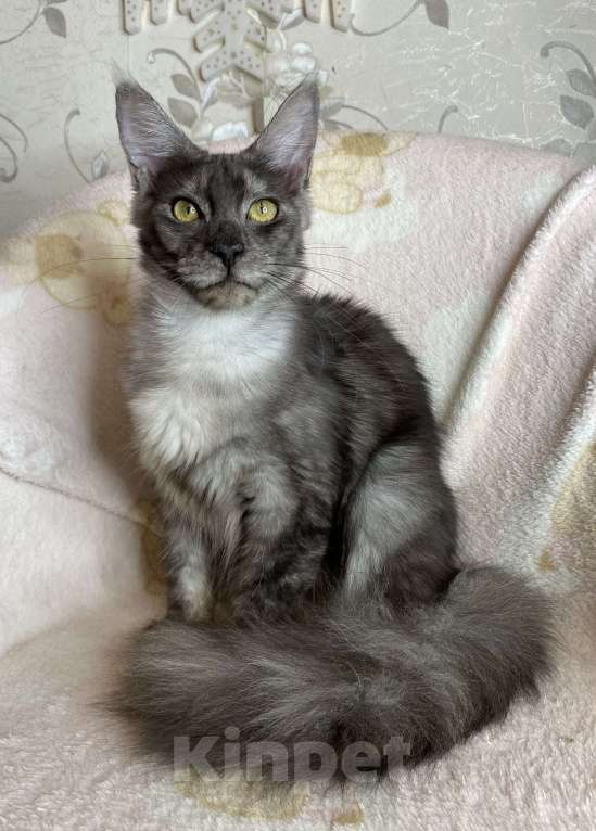 Кошки в Дмитрове: Черная дымчатая девочка мейн кун Nika Девочка, 15 000 руб. - фото 5