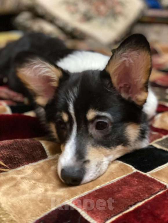 Собаки в других городах Московской области: Щенки Вельш-корги пемброк Мальчик, 55 000 руб. - фото 7