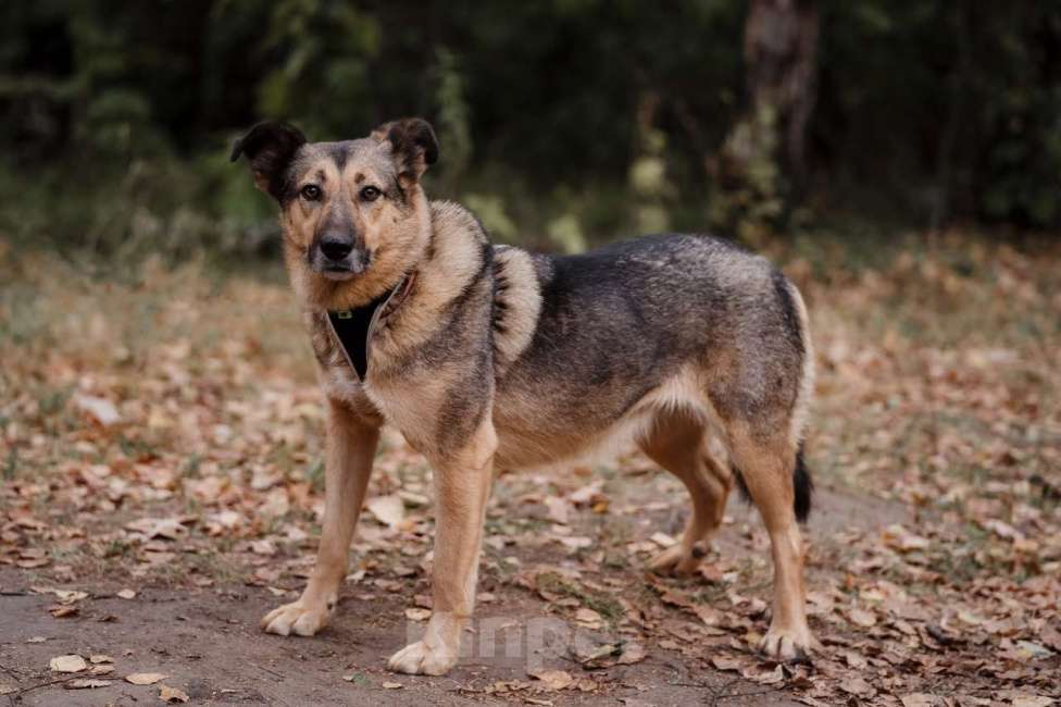 Собаки в Москве: Мойра Девочка, Бесплатно - фото 4