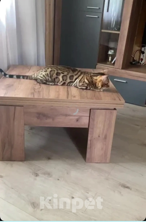 Кошки в Екатеринбурге: Вязка с бенгальским котом Мальчик, 10 000 руб. - фото 2