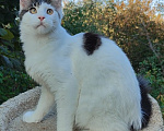 Кошки в Энгельс: Котенок Нильс Мальчик, 45 000 руб. - фото 7