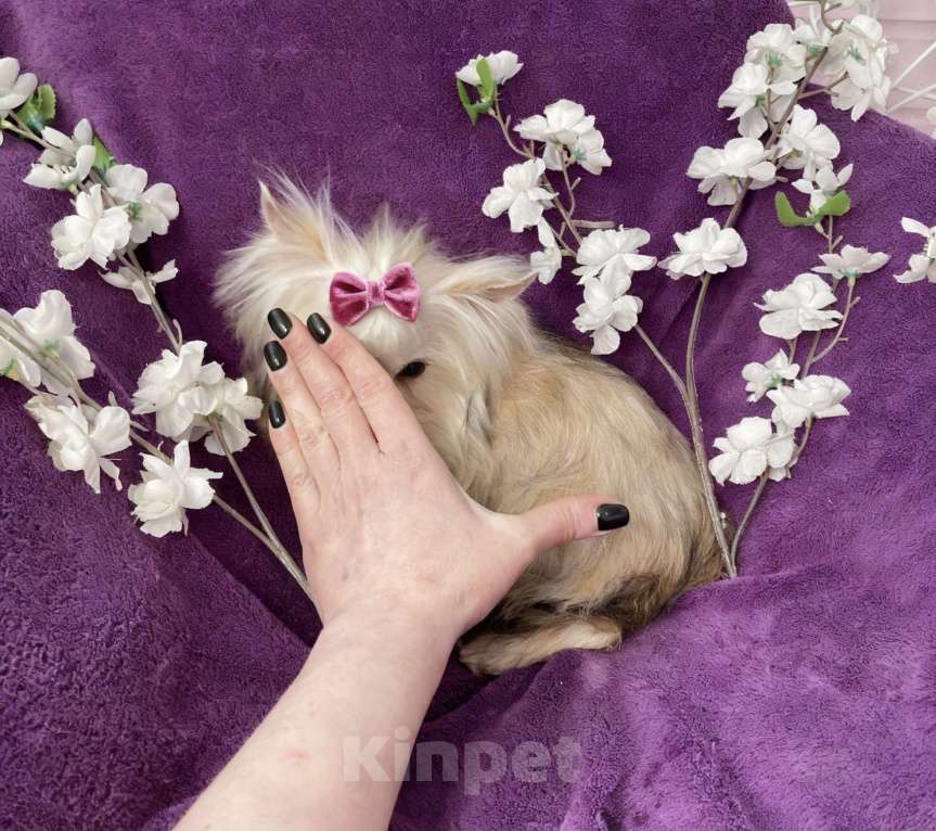 Собаки в Москве: Золотой йорк мини девочка подрощенная Девочка, 80 000 руб. - фото 4