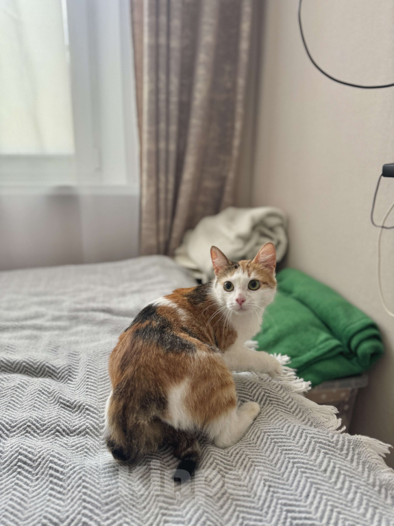 Кошки в Москве: Дофаминка - ваш удачный выбор Девочка, Бесплатно - фото 2