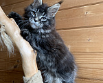 Кошки в других городах Ленинградской области: Котята мейн кун из питомника Nord-Westland Мальчик, 50 000 руб. - фото 6