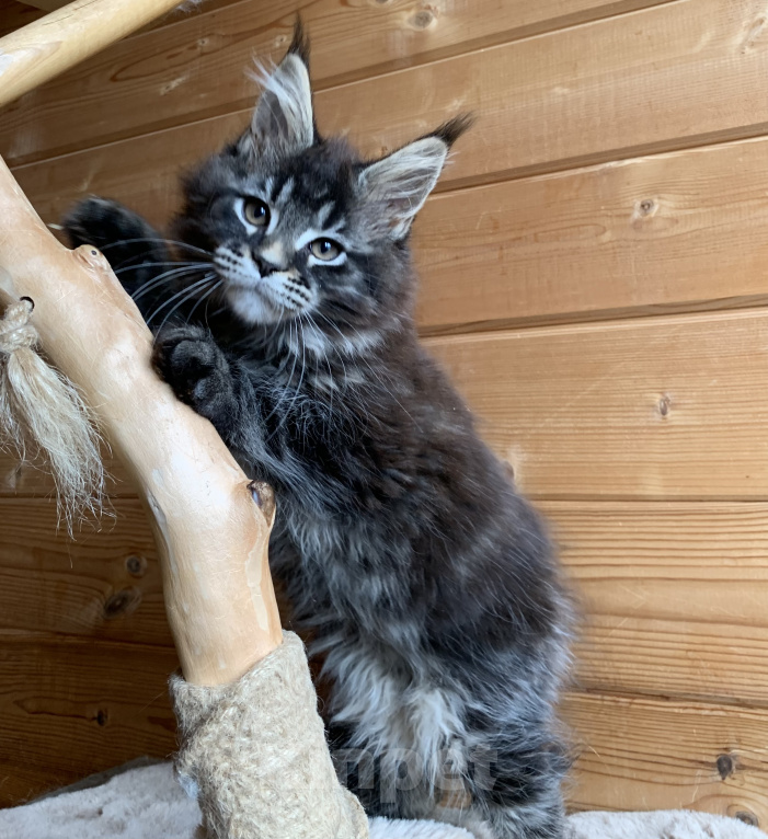 Кошки в других городах Ленинградской области: Котята мейн кун из питомника Nord-Westland Мальчик, 50 000 руб. - фото 6