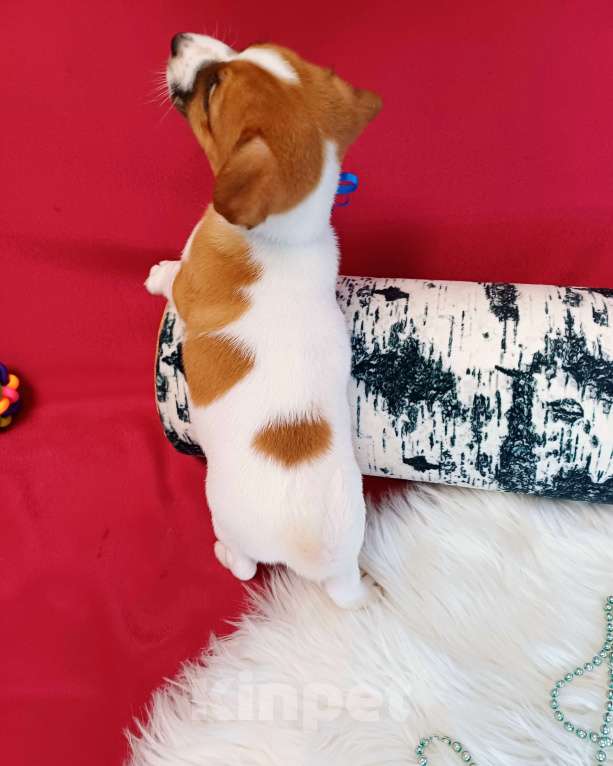 Собаки в Омске: Щенки Джек Рассел терьер гладко шерстяные мальчики и девочки  Мальчик, 35 000 руб. - фото 9