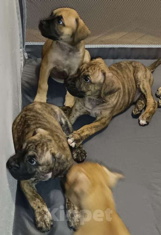 Собаки в Москве: Щенки Алано (Окрас тигровый, соболиный и песочный) Мальчик, 30 000 руб. - фото 4