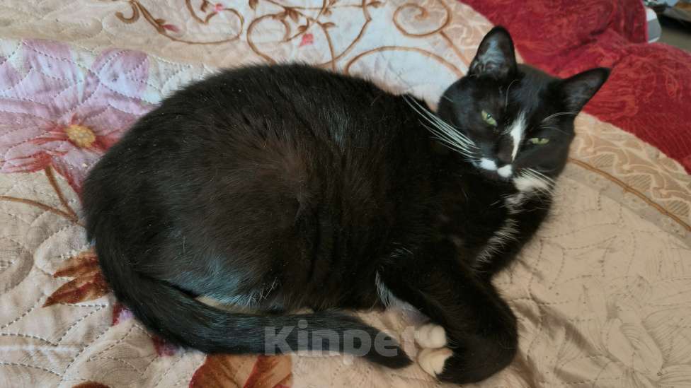 Кошки в Твери: Отдам в хорошие руки Мальчик, Бесплатно - фото 1