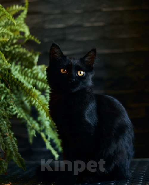 Кошки в Москве: Активные бесстрашные черные котята-мальчики в добрые руки Мальчик, 10 руб. - фото 2