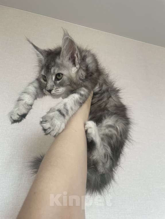 Кошки в Норильске: ** Котята Мейн Кун из питомника «Royal Lynx Legacy» *   ** Девочка, 35 000 руб. - фото 3