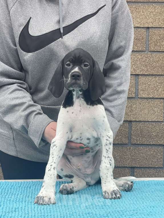 Собаки в Новосибирске: С-Джокер Мальчик, 50 000 руб. - фото 2