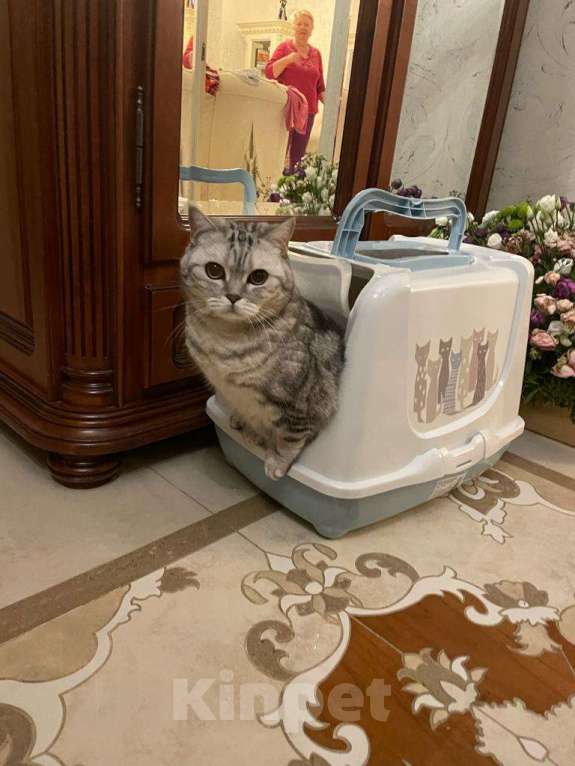 Кошки в Москве: Мия Девочка, Бесплатно - фото 1