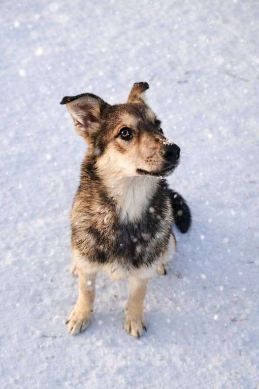Собаки в Наро-Фоминске: Сабина якутенок Девочка, Бесплатно - фото 3