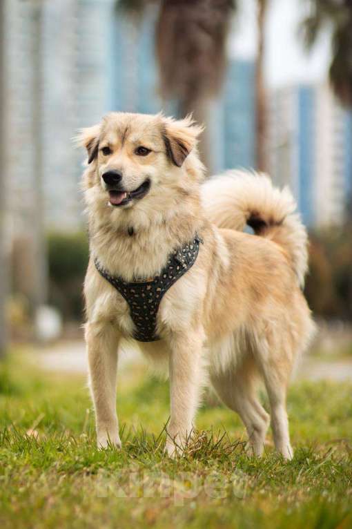 Собаки в Москве: Белкин 2,5 года ищет дом. Мальчик, Бесплатно - фото 9