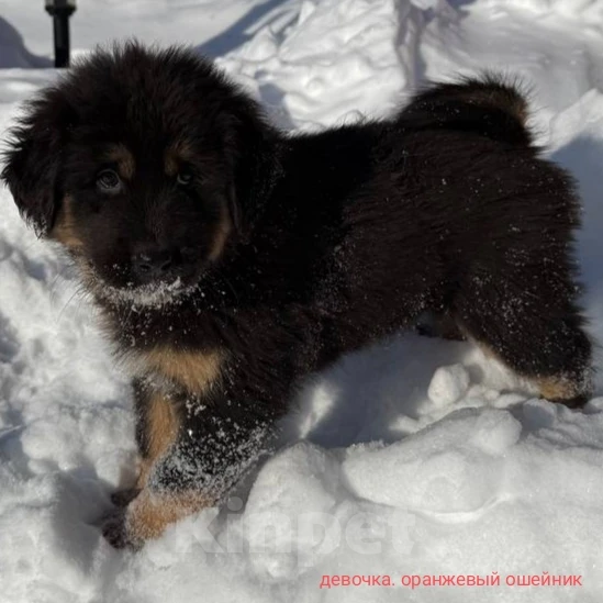 Собаки в Курске: Продам Щенков Монгольского бьанхара Разнополые, 40 000 руб. - фото 2