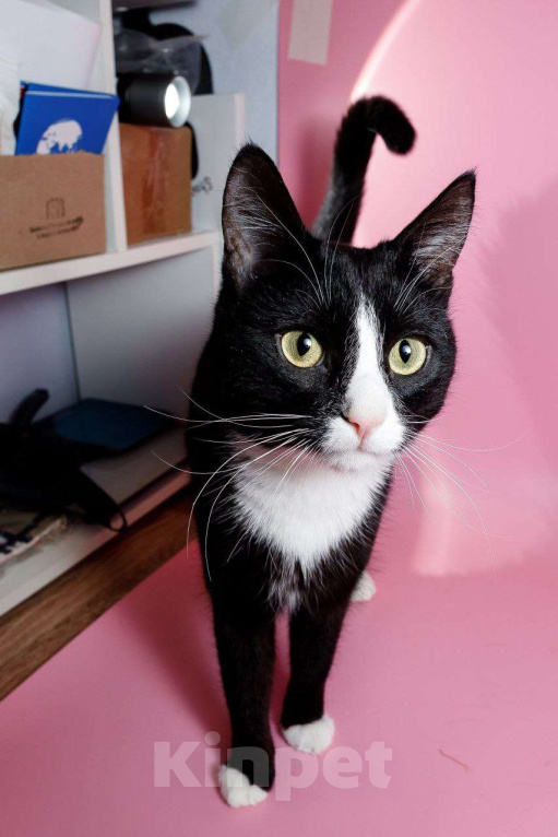 Кошки в Москве: Кот Шарик - обаяние во фраке  Мальчик, Бесплатно - фото 6