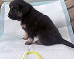 Собаки в других городах Московской области: Щенок банхара Девочка, 60 000 руб. - фото 2