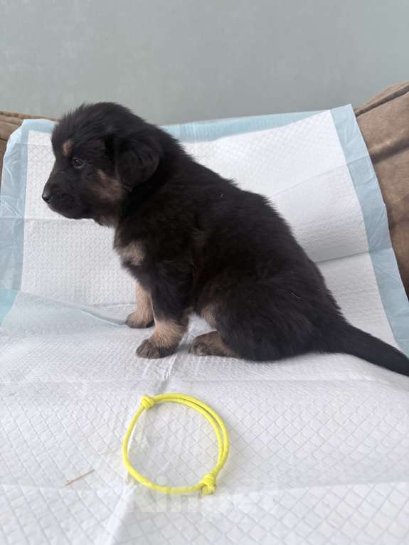 Собаки в других городах Московской области: Щенок банхара Девочка, 60 000 руб. - фото 2