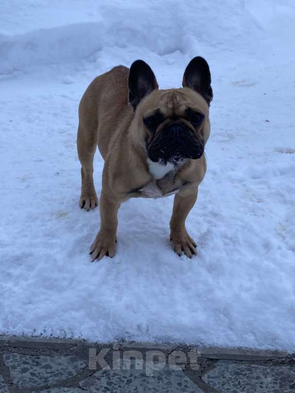 Собаки в Санкт-Петербурге: Шикарный мальчик французик !  Мальчик, 45 000 руб. - фото 9