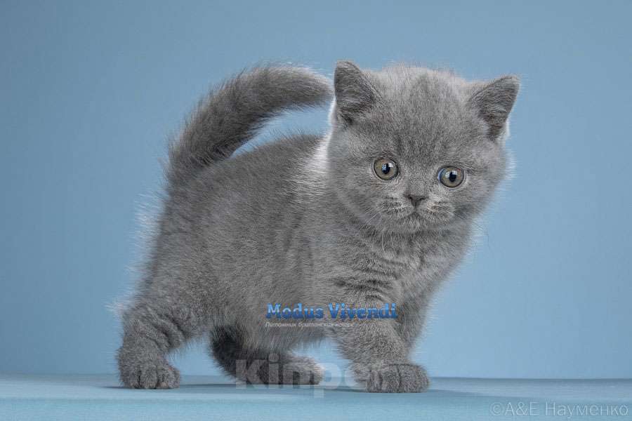 Кошки в других городах Московской области: Шикарный малышок Мальчик, 60 000 руб. - фото 2