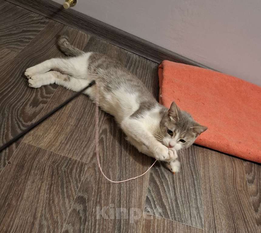 Кошки в Волгограде: Кошечка Милка ищет дом  Девочка, Бесплатно - фото 2