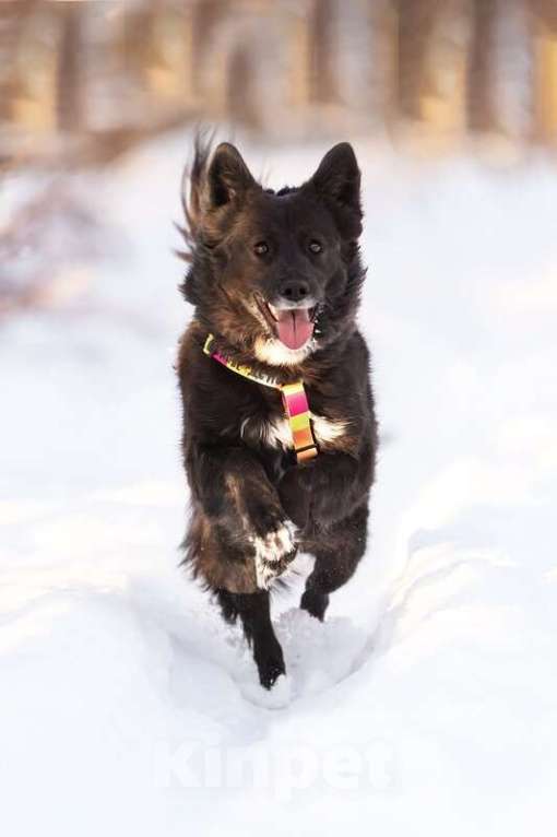 Собаки в Москве: Красавица Рита в добрые руки. Девочка, Бесплатно - фото 8