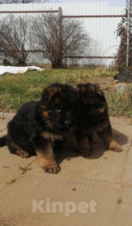 Собаки в Москве: Щенки немецкой длинношерстной овчарки  Девочка, Бесплатно - фото 4