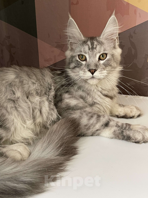 Кошки в Москве: Пушистый ангел для вашего настроения Мальчик, 60 000 руб. - фото 1
