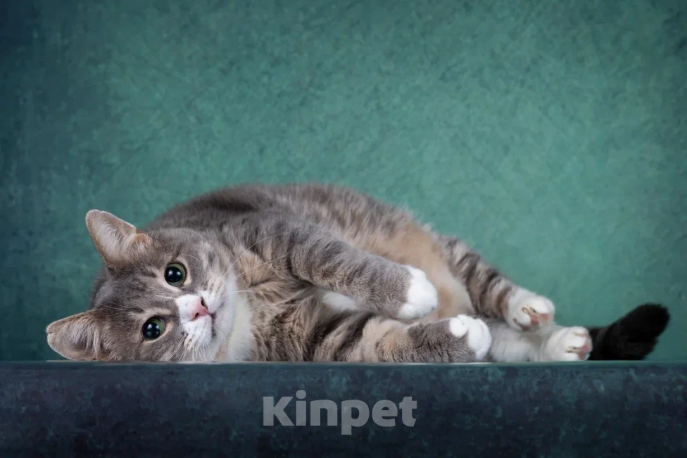 Кошки в Москве: Добрый котик Сергуня, в добрые руки Мальчик, Бесплатно - фото 5