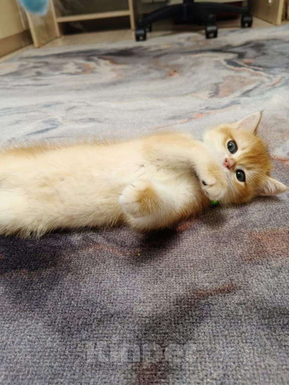 Кошки в Коломне: Британские котята Мальчик, 35 000 руб. - фото 1