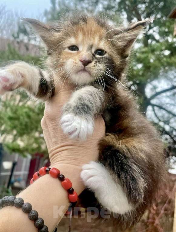 Кошки в других городах Ленинградской области: Мейн кун Лахти Коаст котенок Девочка, Бесплатно - фото 1