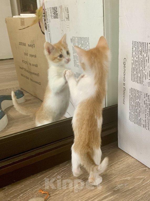 Кошки в Санкт-Петербурге: Котенок ищет дом Мальчик, Бесплатно - фото 1