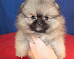 Собаки в Химках: померанский шпиц кукольная девочка Девочка, 30 000 руб. - фото 1