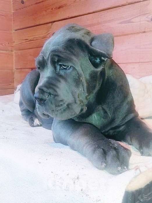 Собаки в других городах Ярославской области: Девочка серая Девочка, 80 000 руб. - фото 2